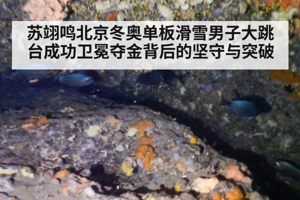 苏翊鸣北京冬奥单板滑雪男子大跳台成功卫冕夺金背后的坚守与突破